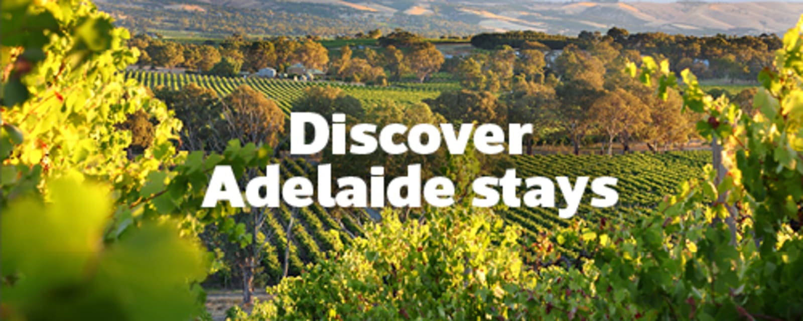 Rolling vineyard hills bathed in golden light near Adelaide countryside for Discover Adelaide stays