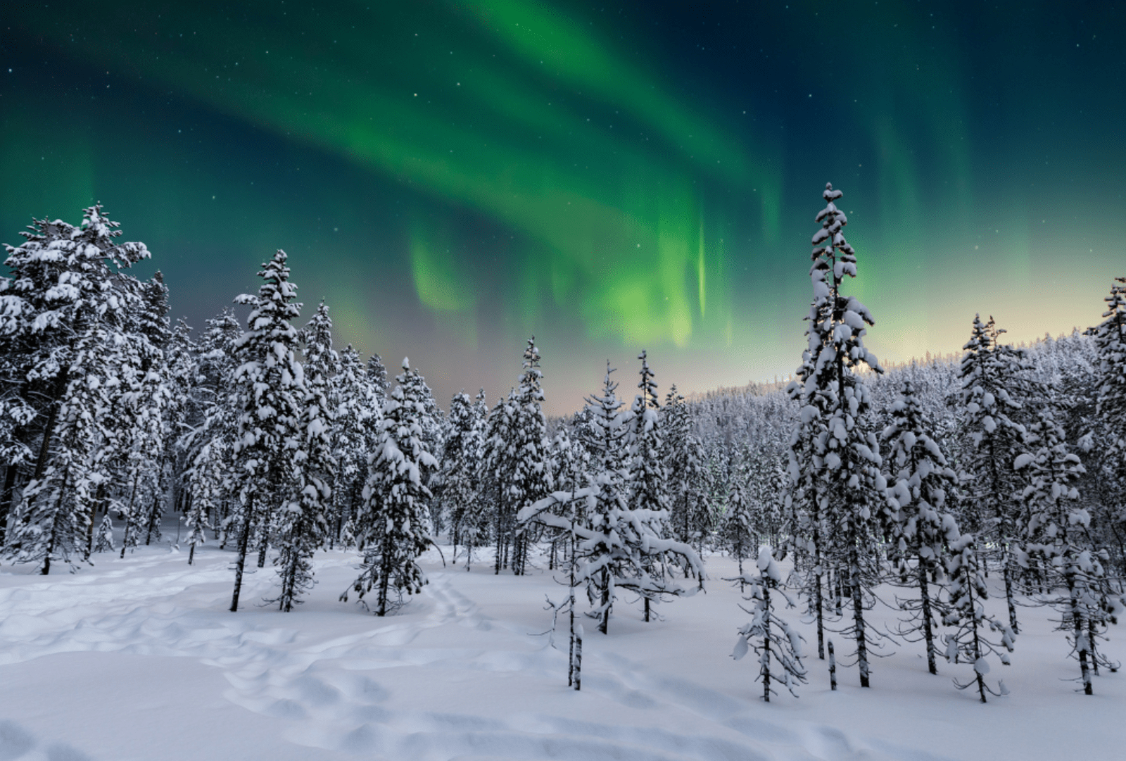 Snow covered forest with northern lights
