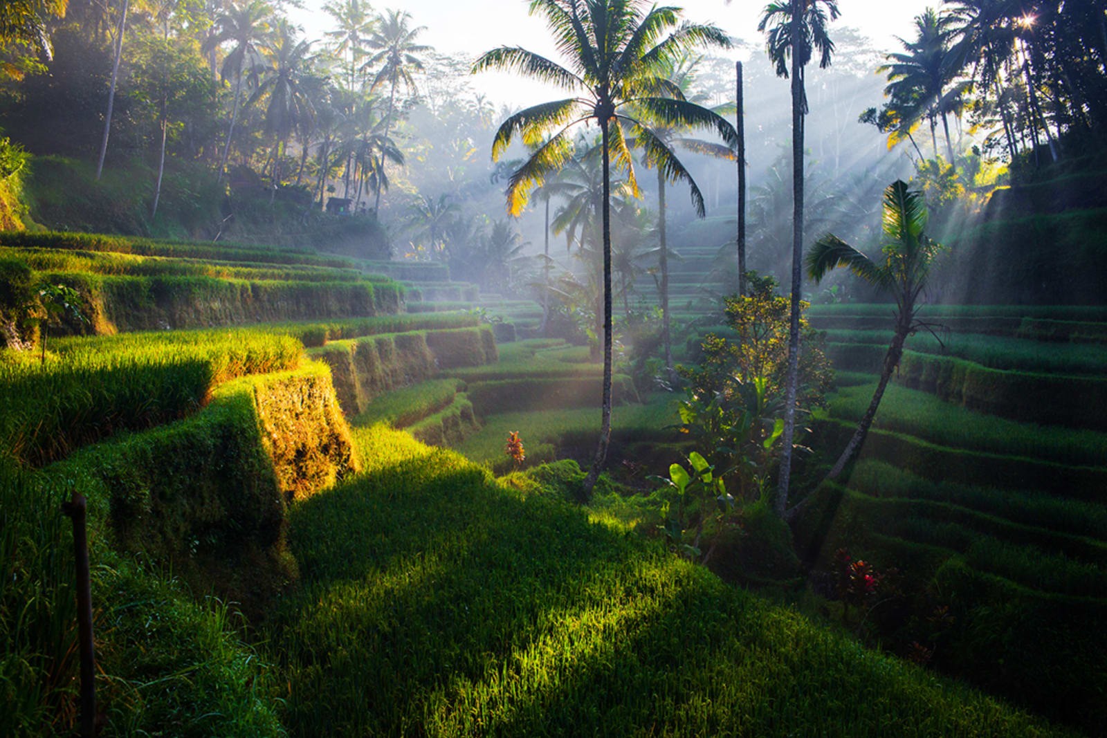Rice paddies in Bali, Indonesia