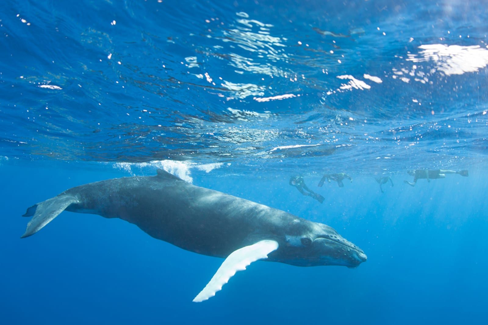 Snorkellers with a humpback whale at Silver Bank