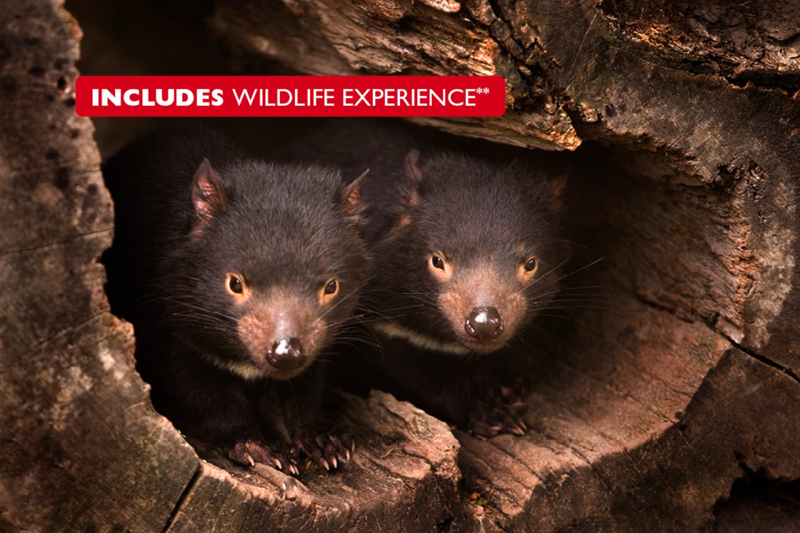 At Devils @ Cradle Wildlife Park, you have the opportunity to feed Tasmanian devils