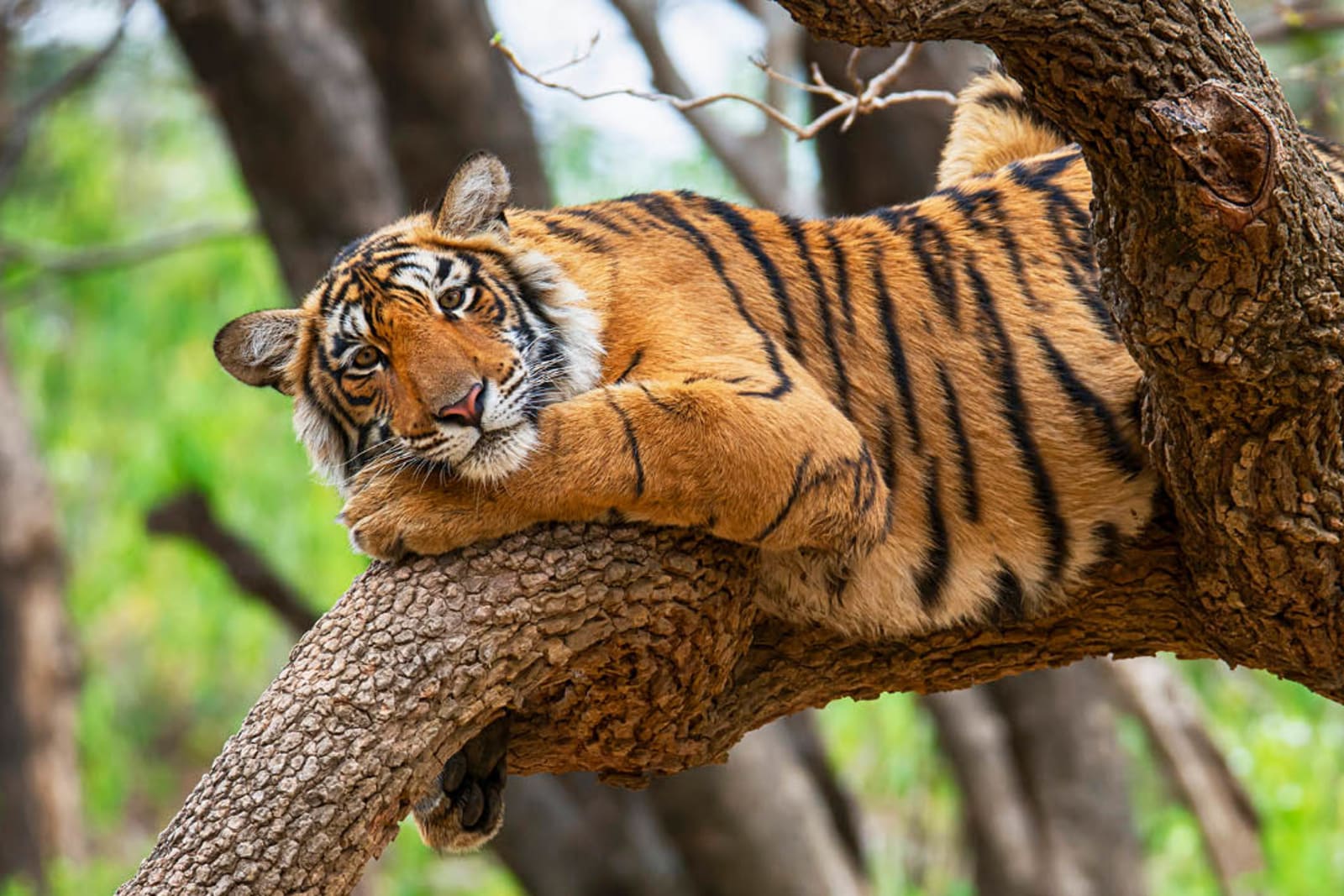 A Bengal tiger in Ranthambore National Park, India