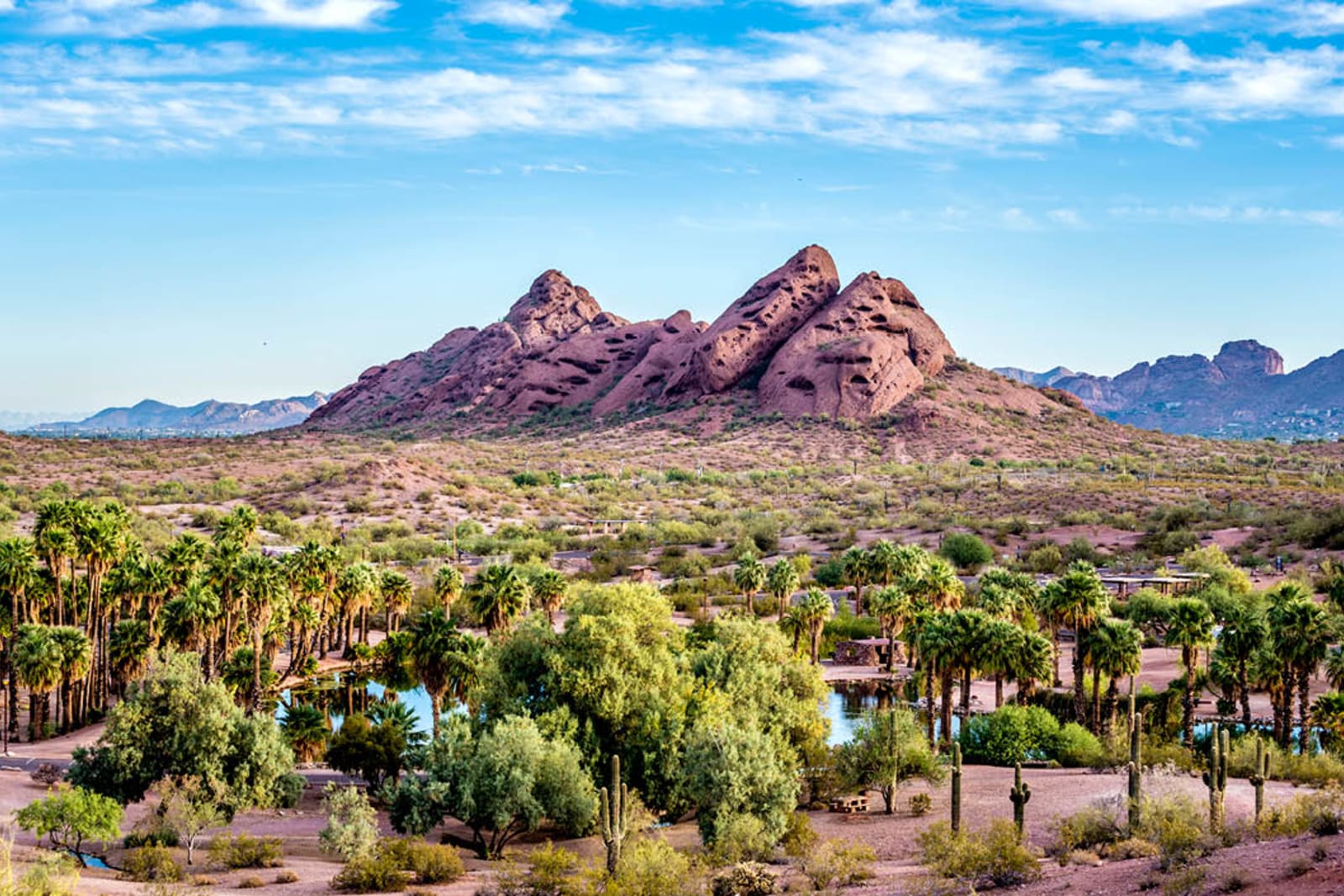 Desert plant life in Phoenix Papago Park