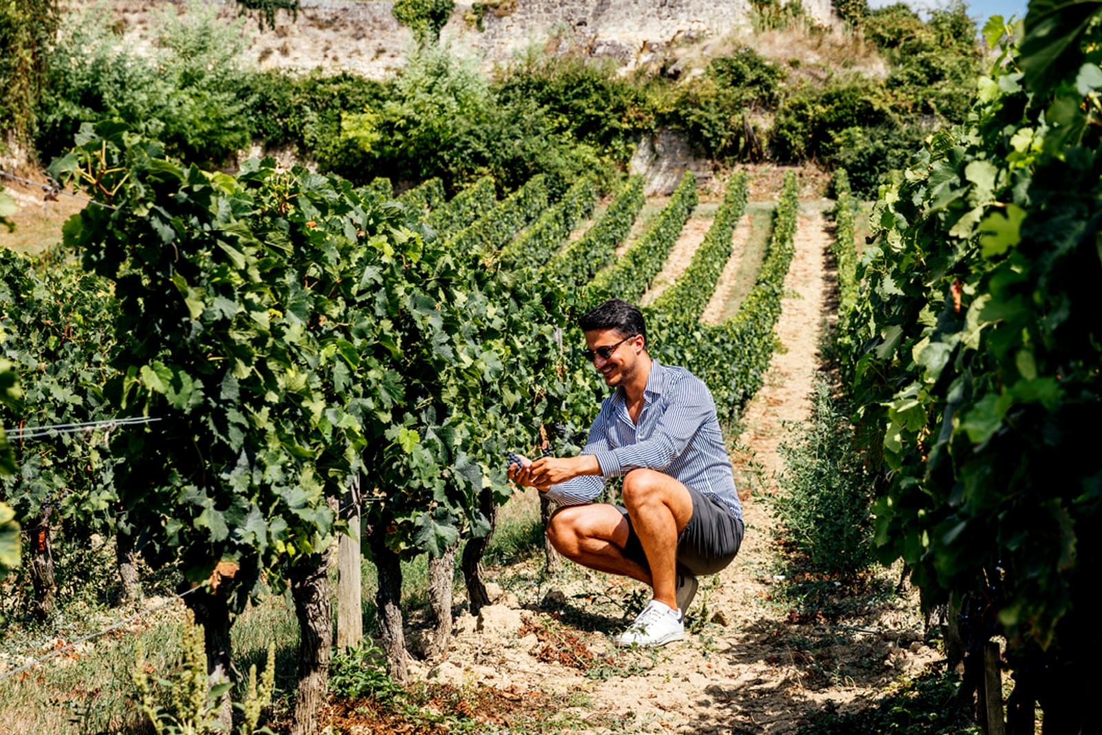 A man inspecting the grapes at a vineyard in the Bordeaux wine region of France