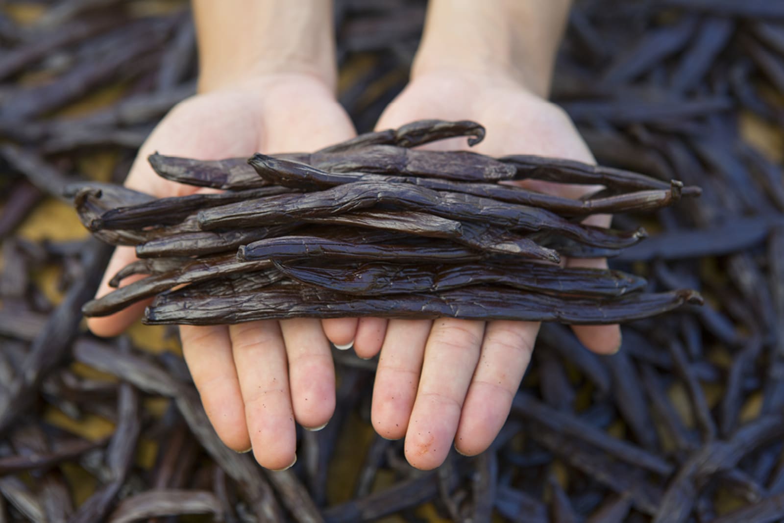 Vanilla beans at a Taha'a vanilla plantation