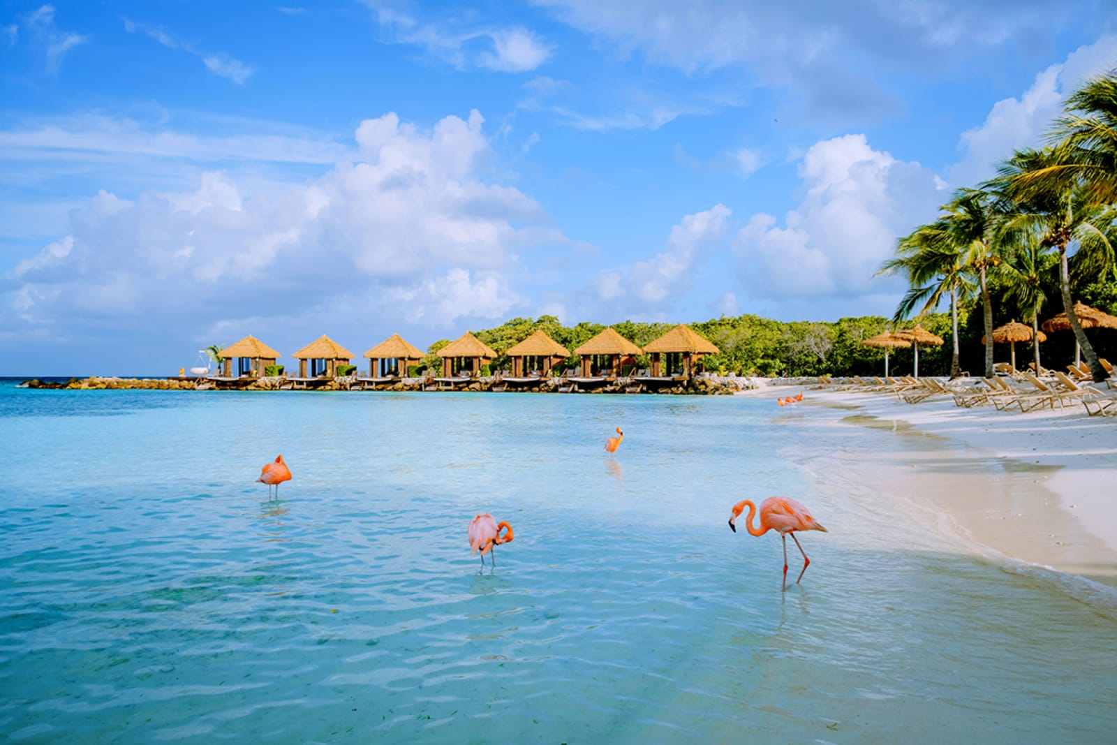 Flamingo Beach, Aruba