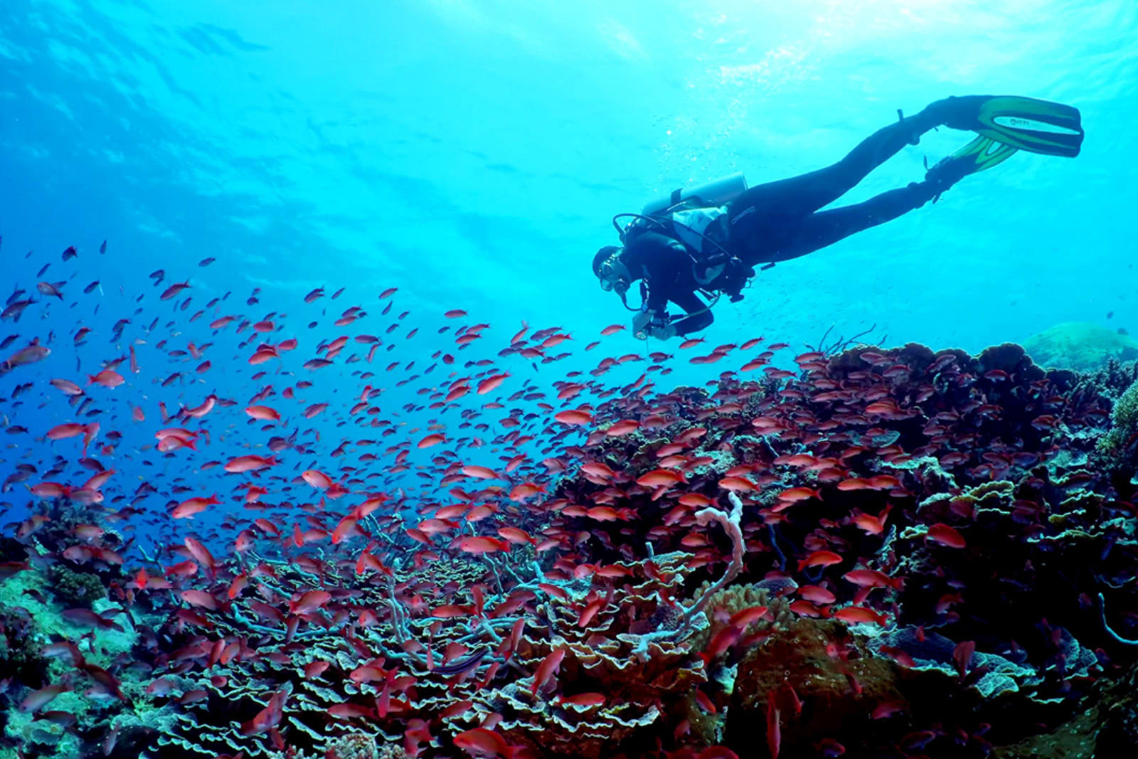 A traveller snorkelling in Bonaire