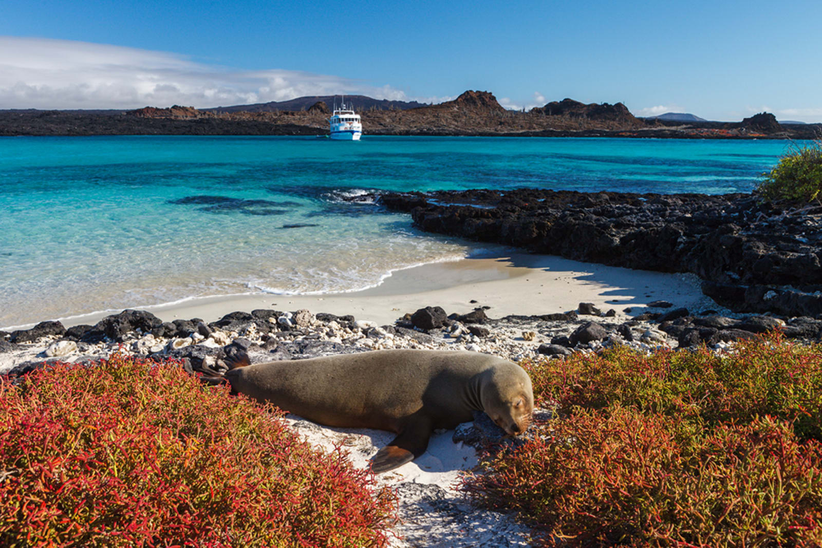 Seal in Galápagos Islands