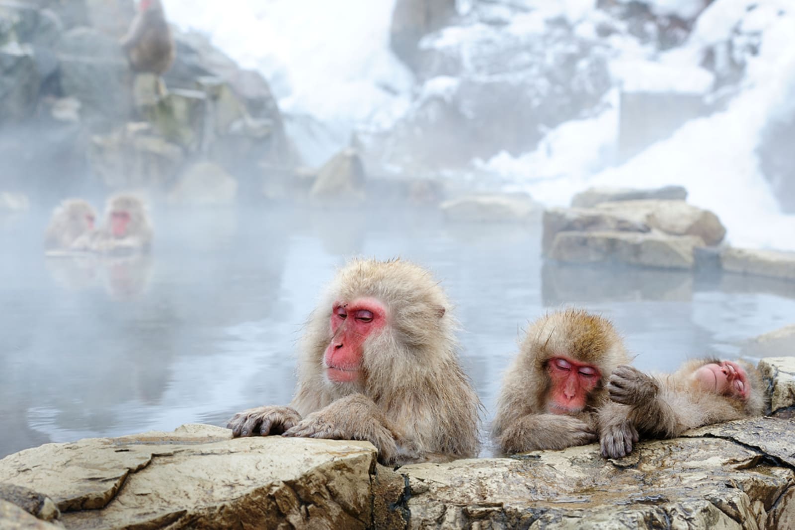 Snow monkeys bathing in hot springs in Nagano, Japan