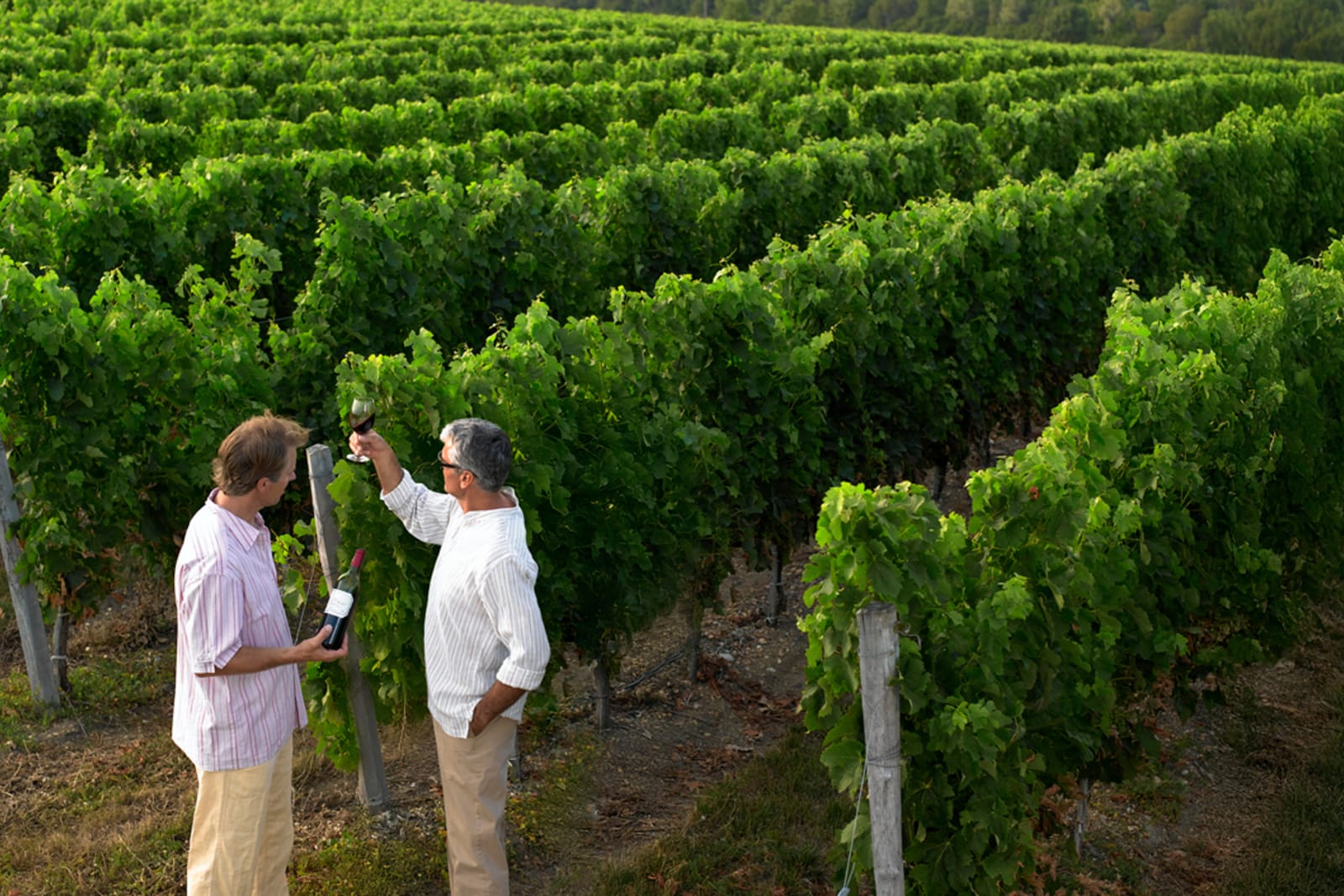 Couple at a vineyard in Bordeaux