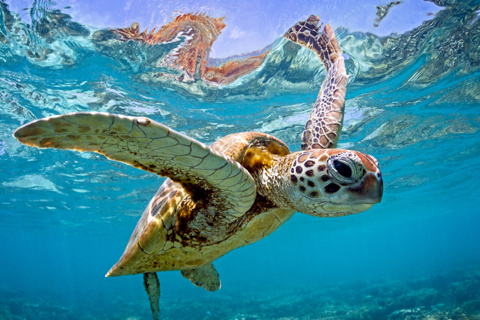 Sea turtle in the Great Barrier Reef
