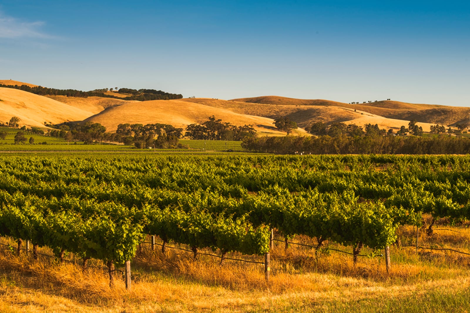Vineyard in Australia
