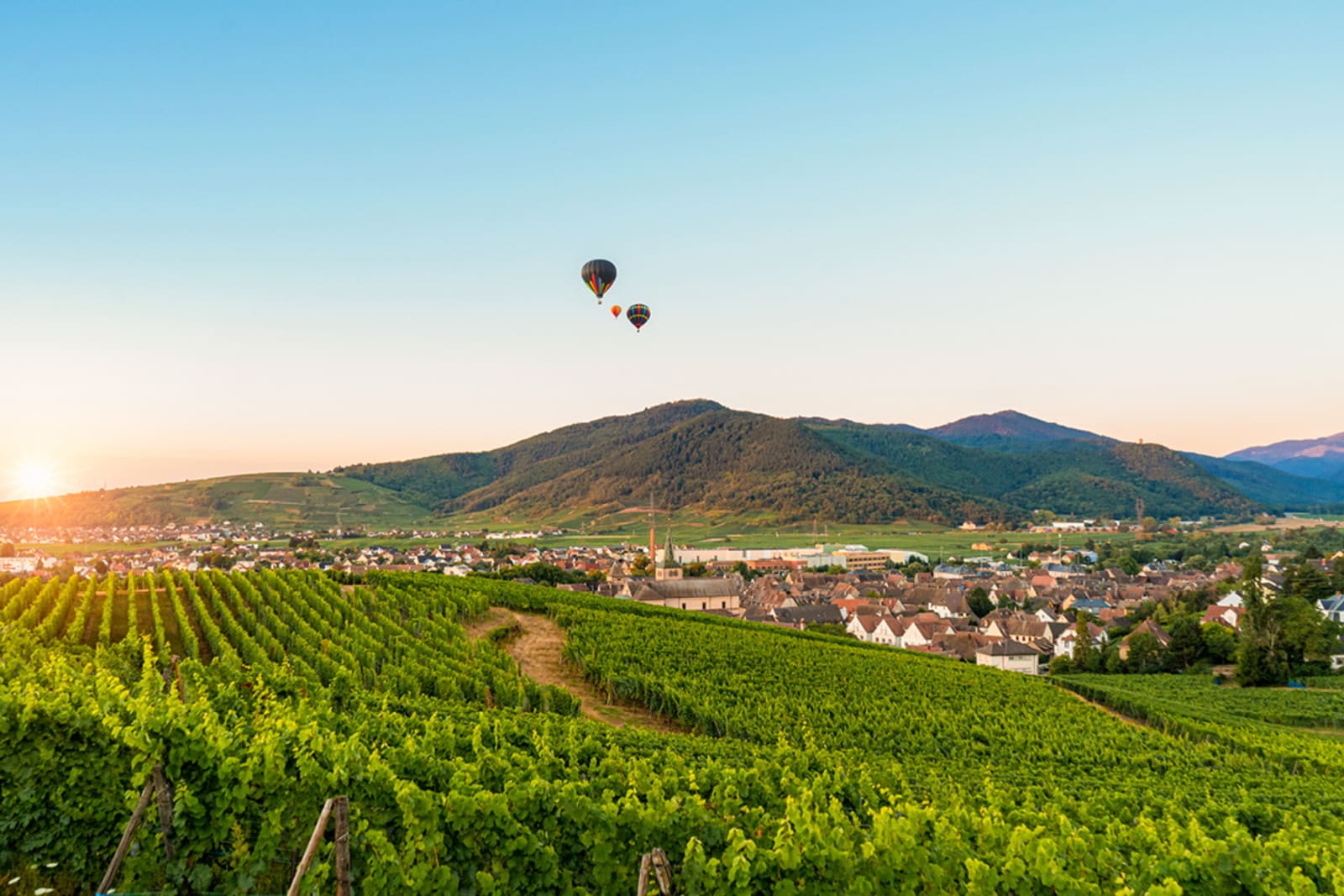 Hot air balloons over a vineyard in Alsace, France