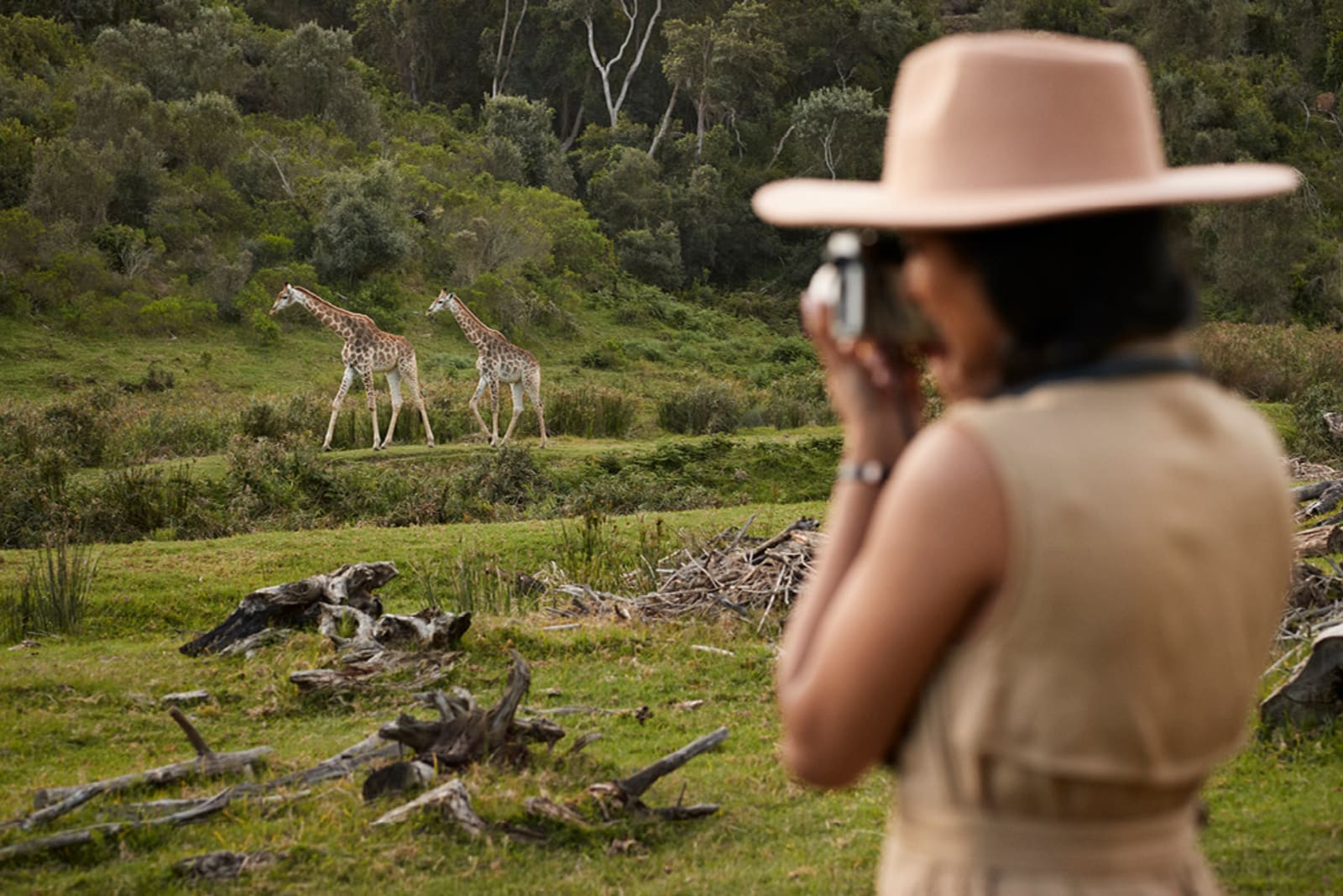 Traveller on safari taking pictures of nearby giraffes