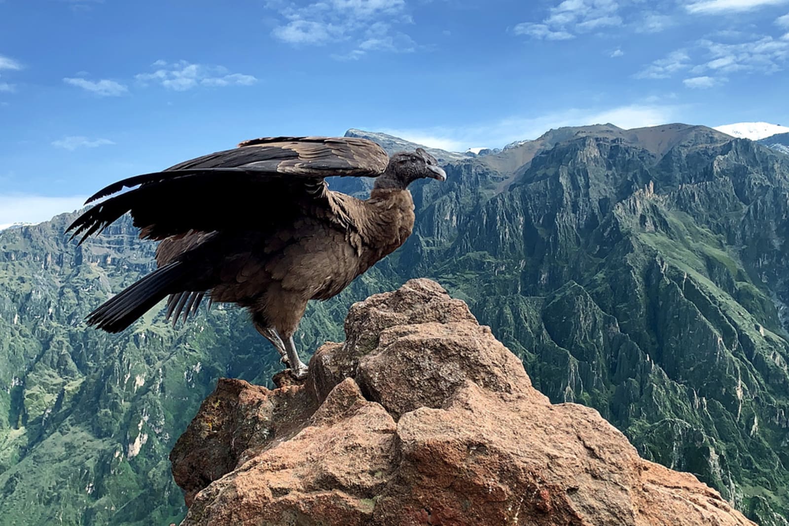 Andean condor