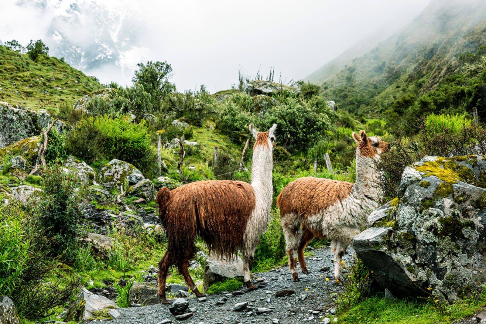 Llamas in Peru