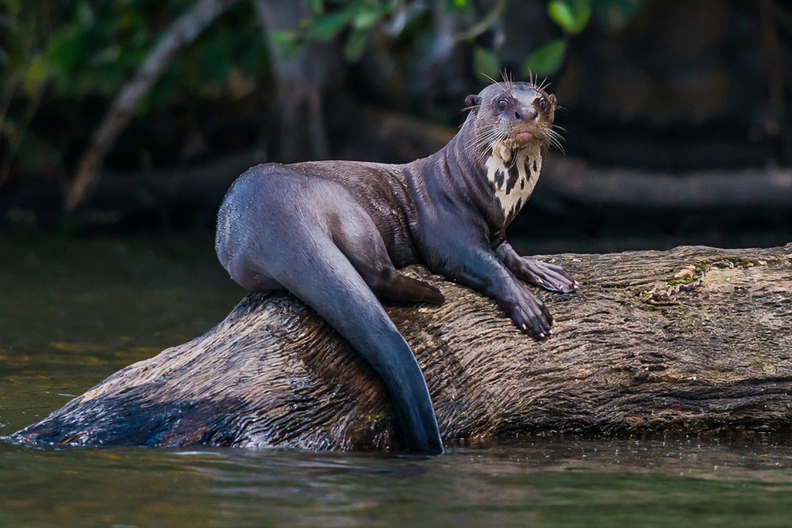 Giant river otter