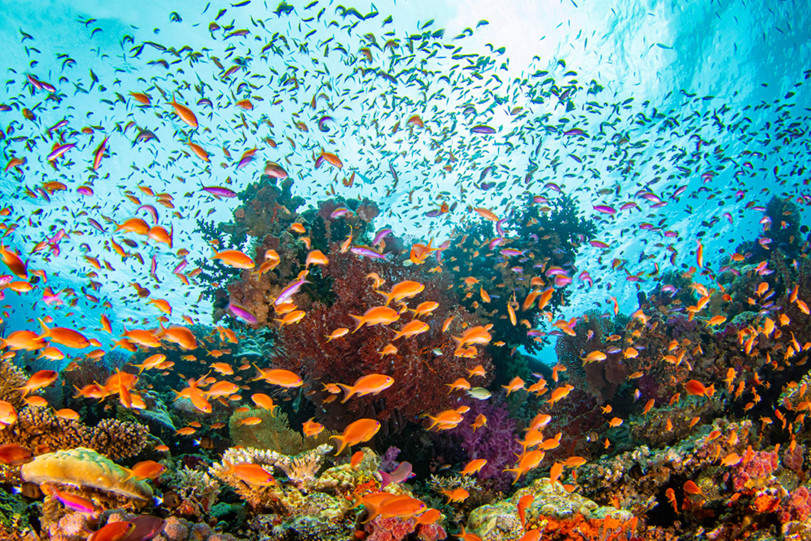 Bright orange fish swimming in a coral reef in Fiji
