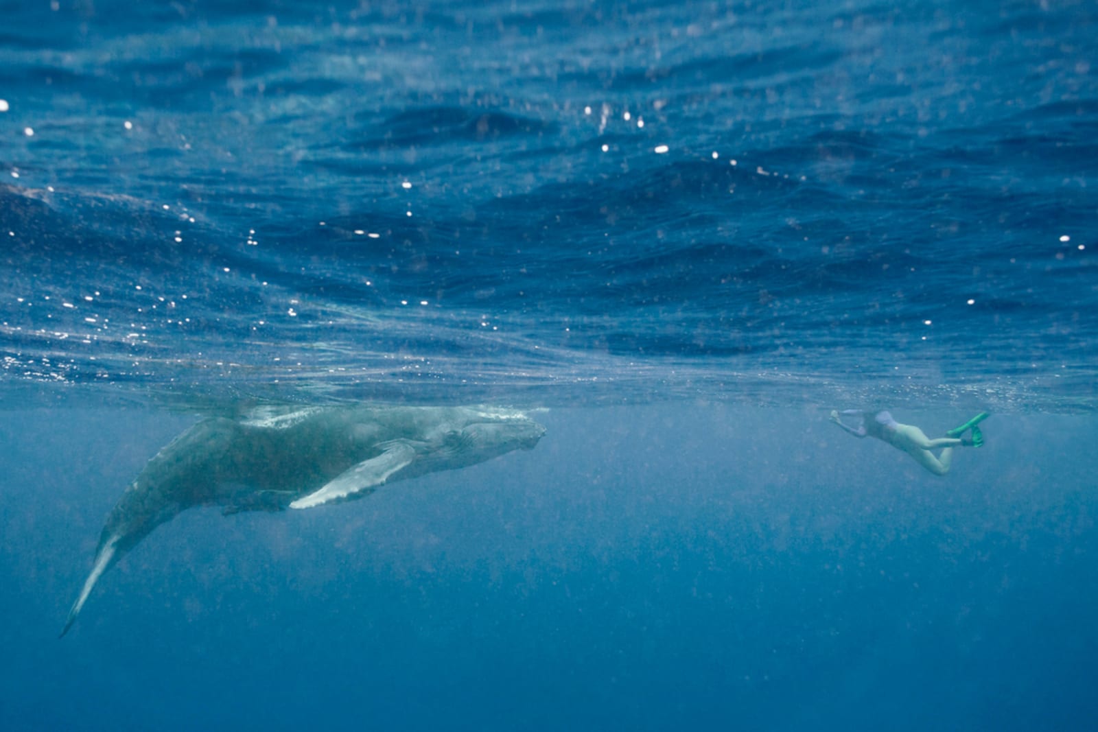 Traveller swimming with a humpback whale in Tonga