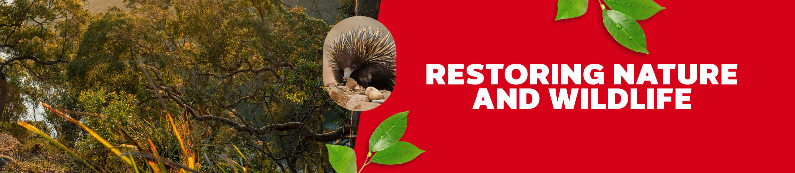 restoring nature and wildlife