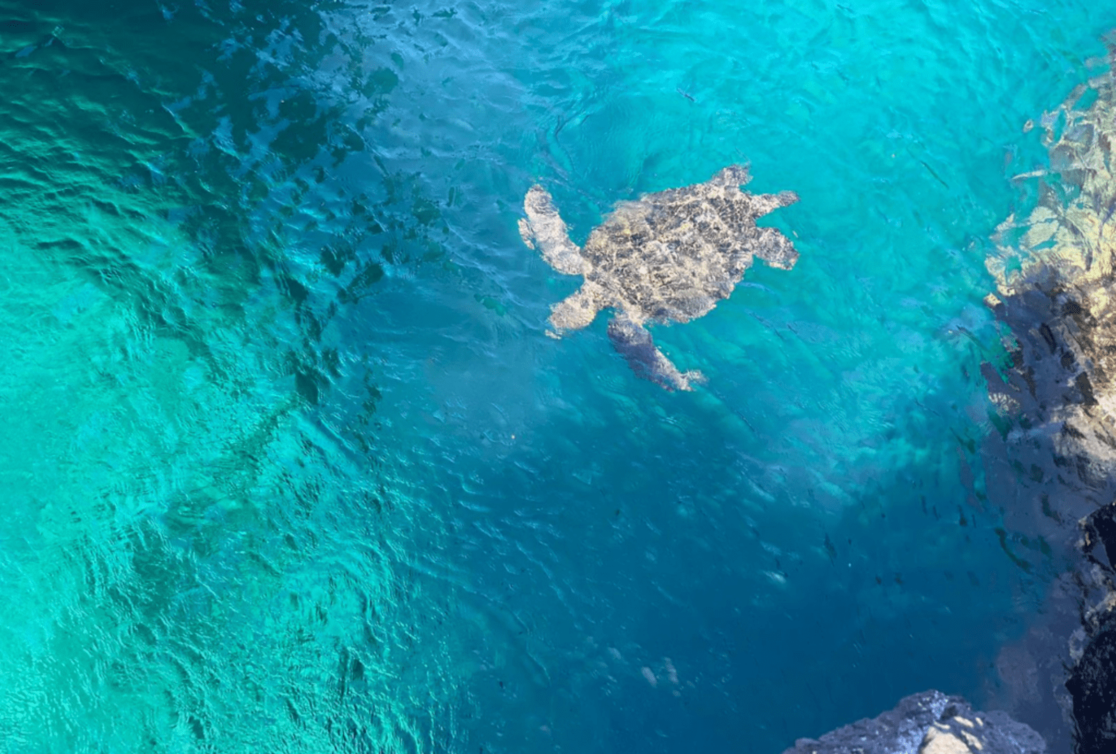 Marine wildlife Galapagos Islands