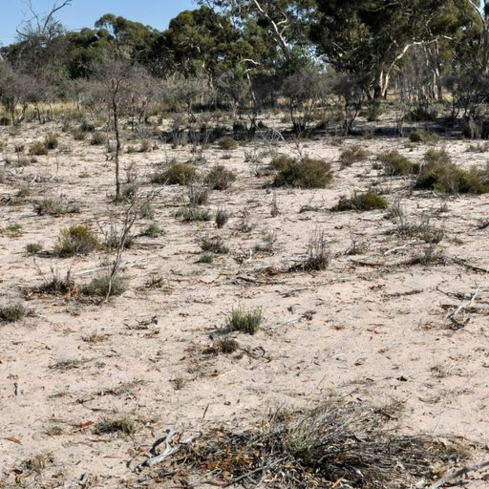 Outback desert with tufts of desert grass
