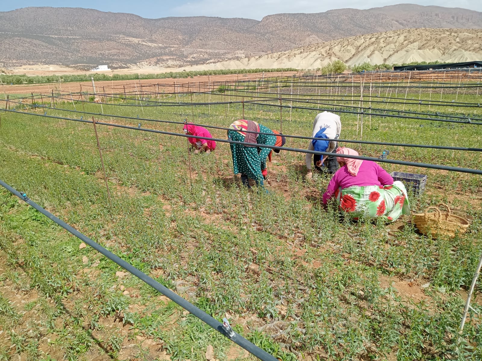 Woman planting saplings in a field