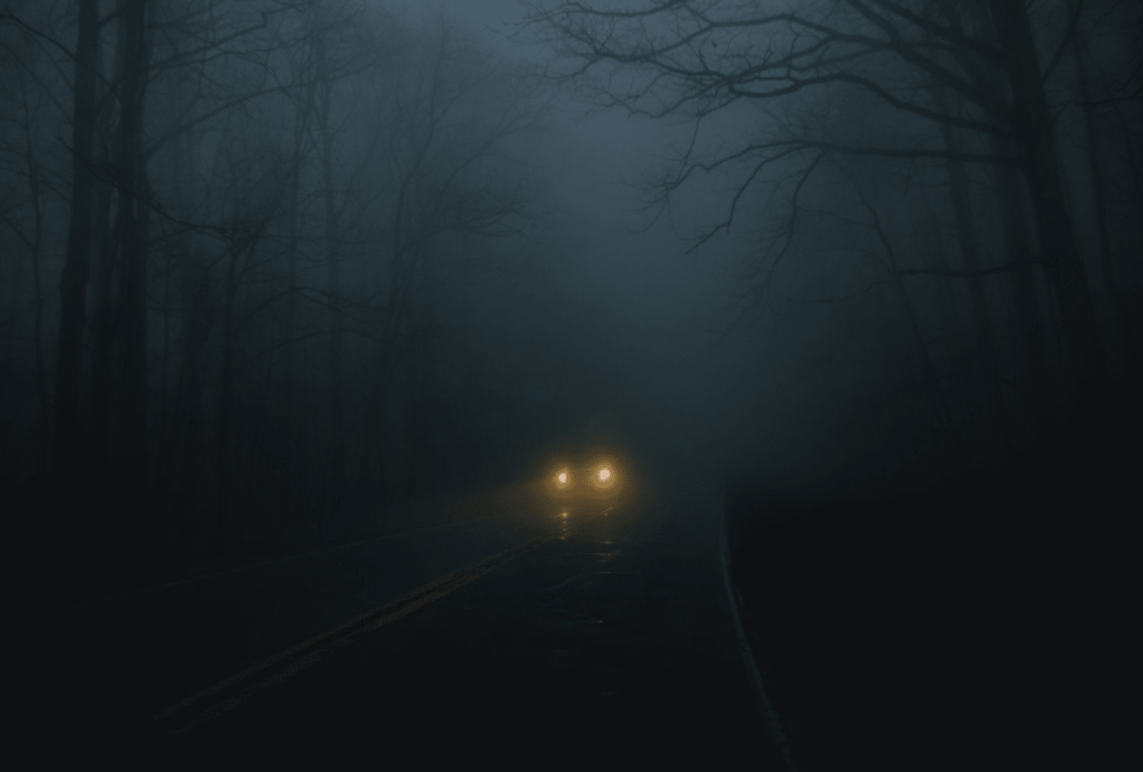 Car lights appear through the mist on a road through a bleak forest