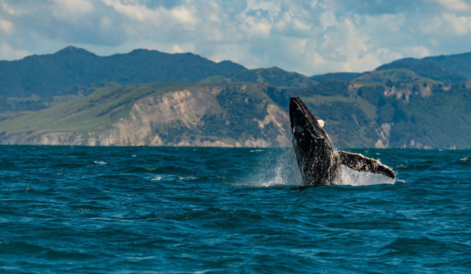 A Humpback Whale Breaching off the Coast of Kaikoura New Zealand