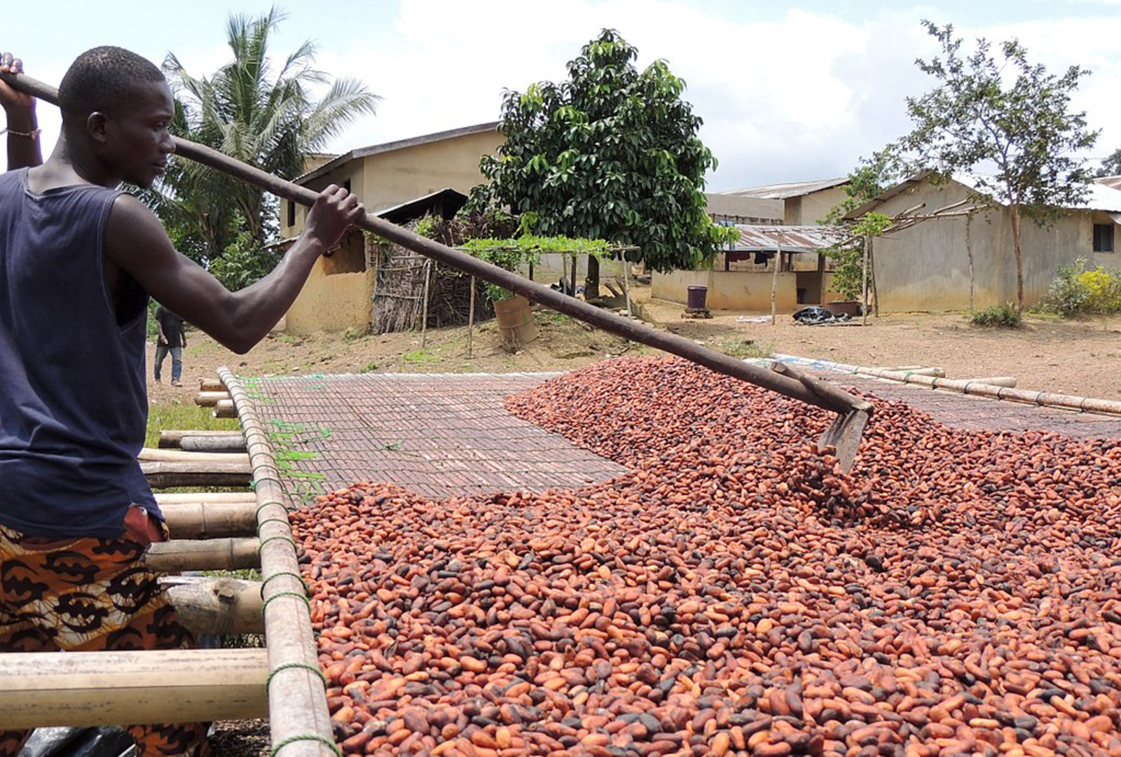 A cacao farmer in Ghana prepares beans for drying