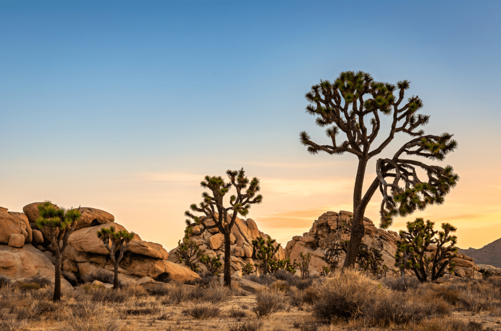 Joshua Tree National Park in the United States at sunrise.