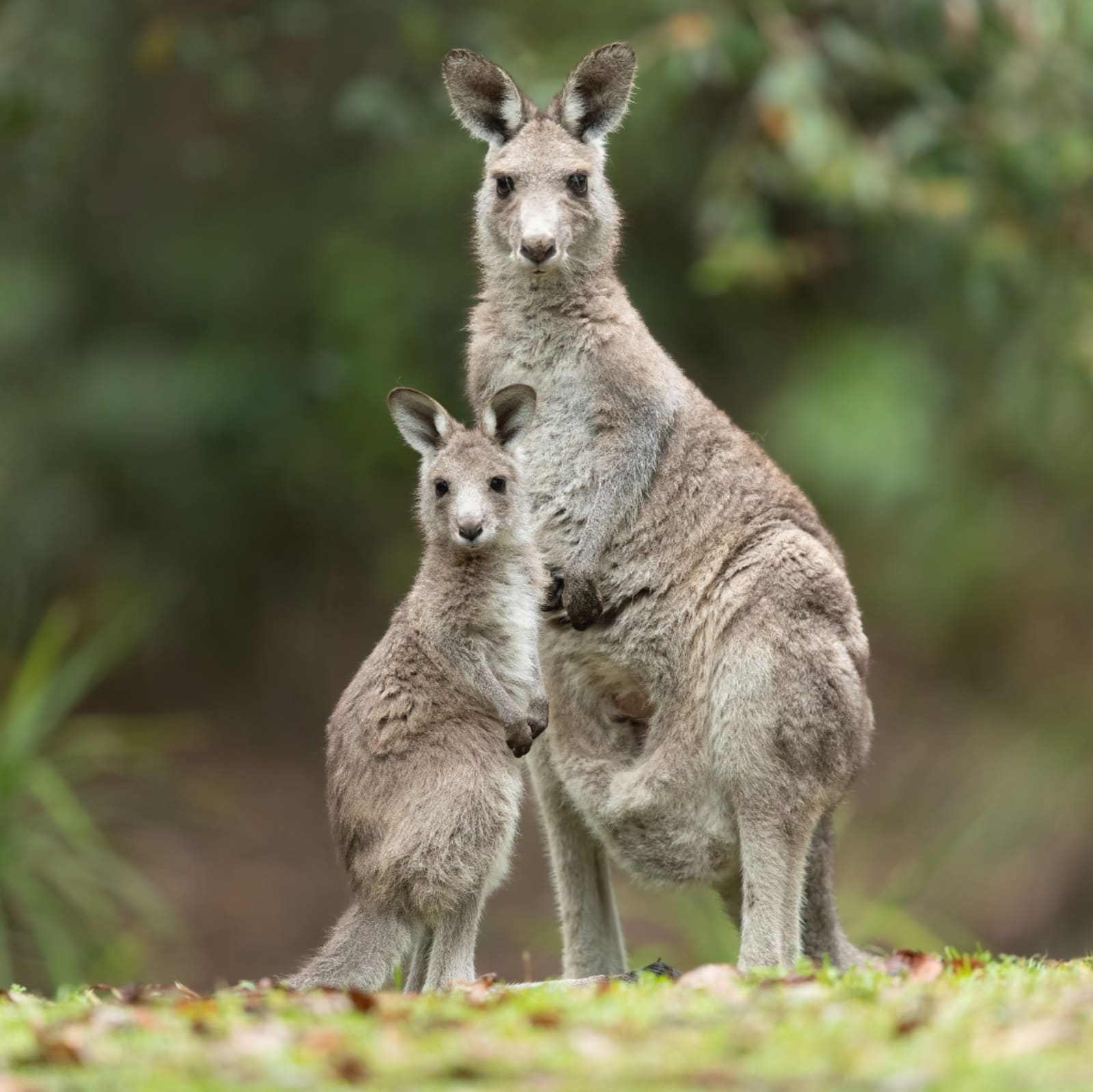 Kangaroo's