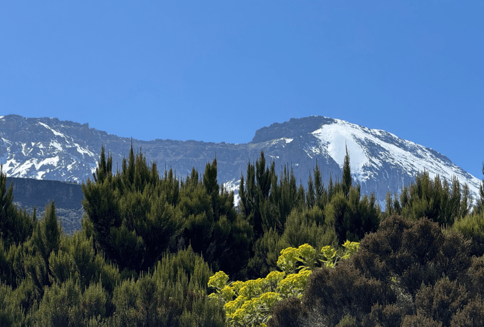 Mount Kilimanjaro pokes out above the trees