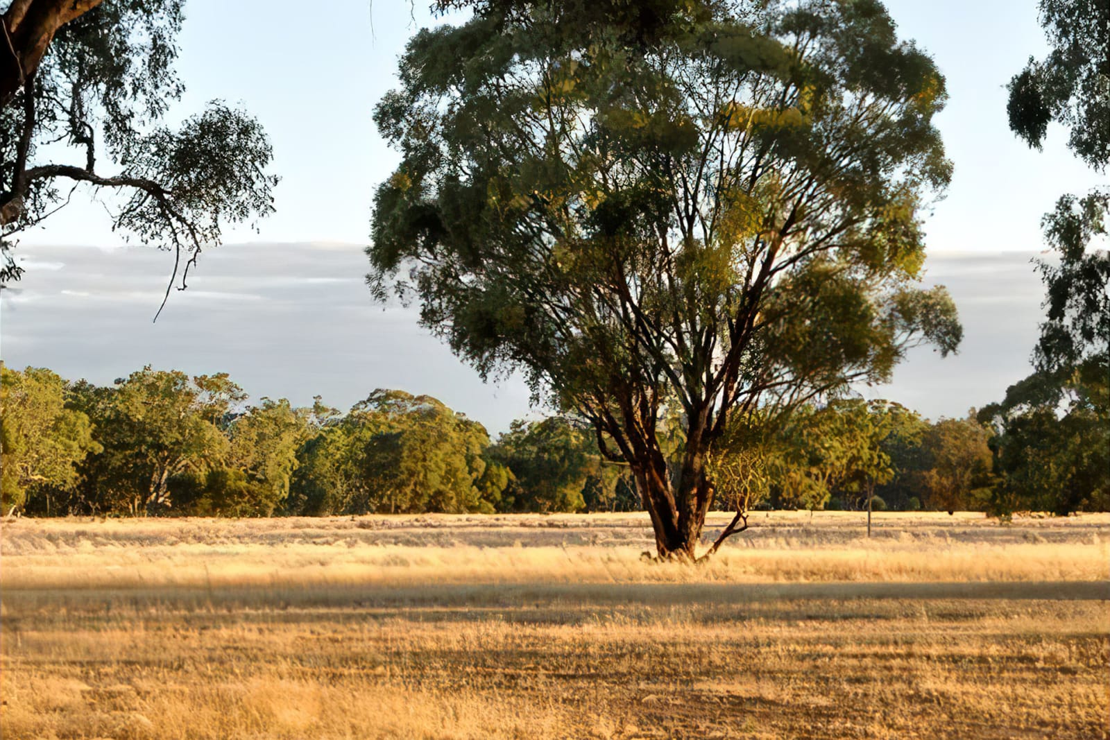 Tall tree in a yellow field