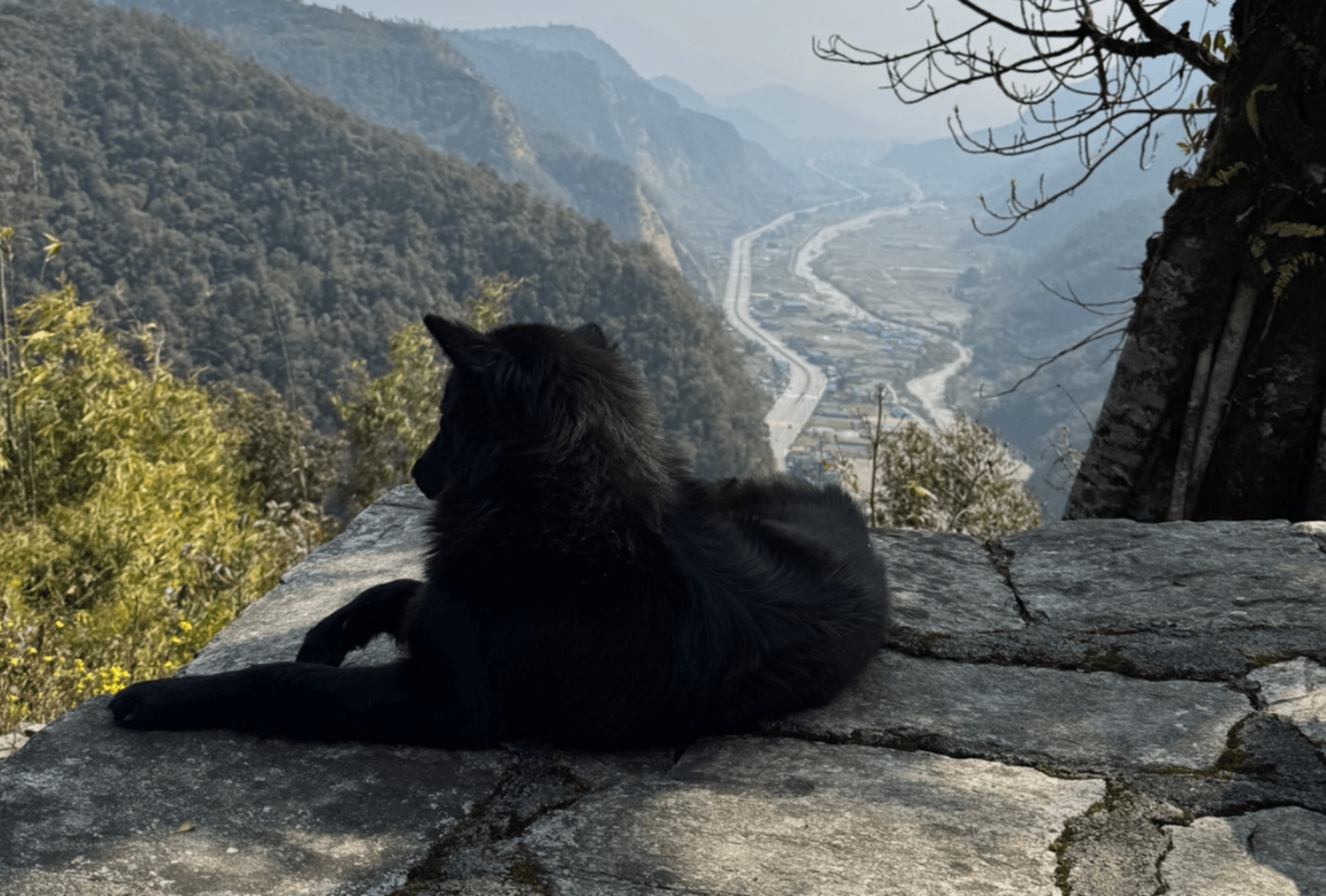 These dogs are a fixture of the hiking routes — fed by locals, beloved by travellers, belonging to the whole trail rather than anyone in particular.