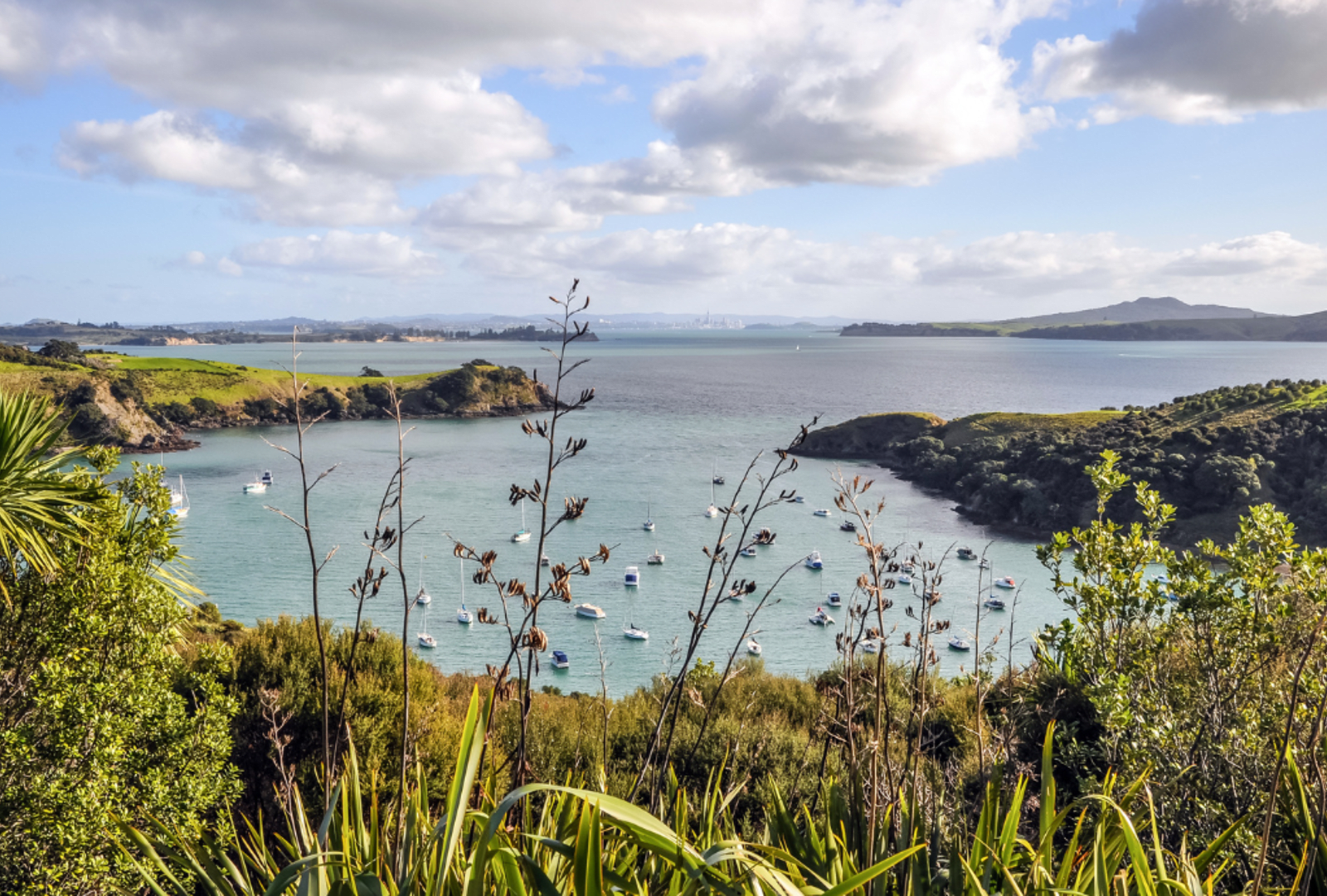 A view through flax flowers overlooking a tranquil cove on Waiheke Island