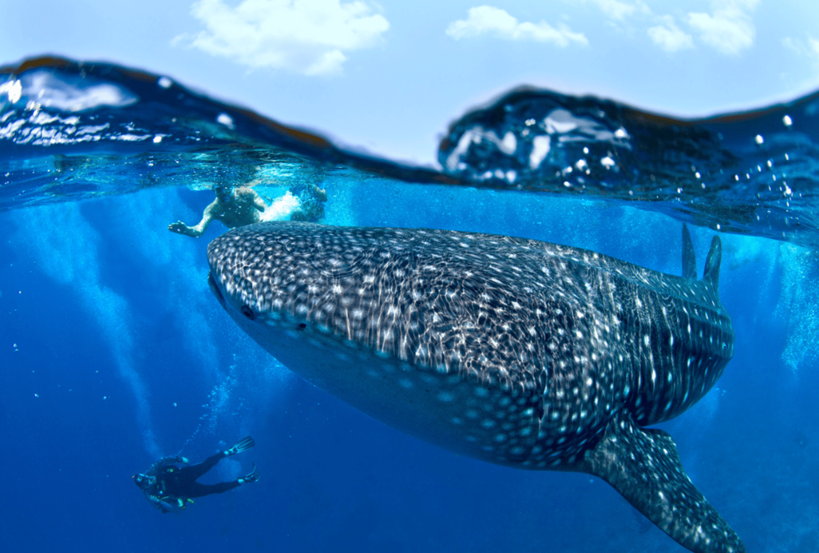 An underwater shot of a whale shark swimming just below the surface of the sea