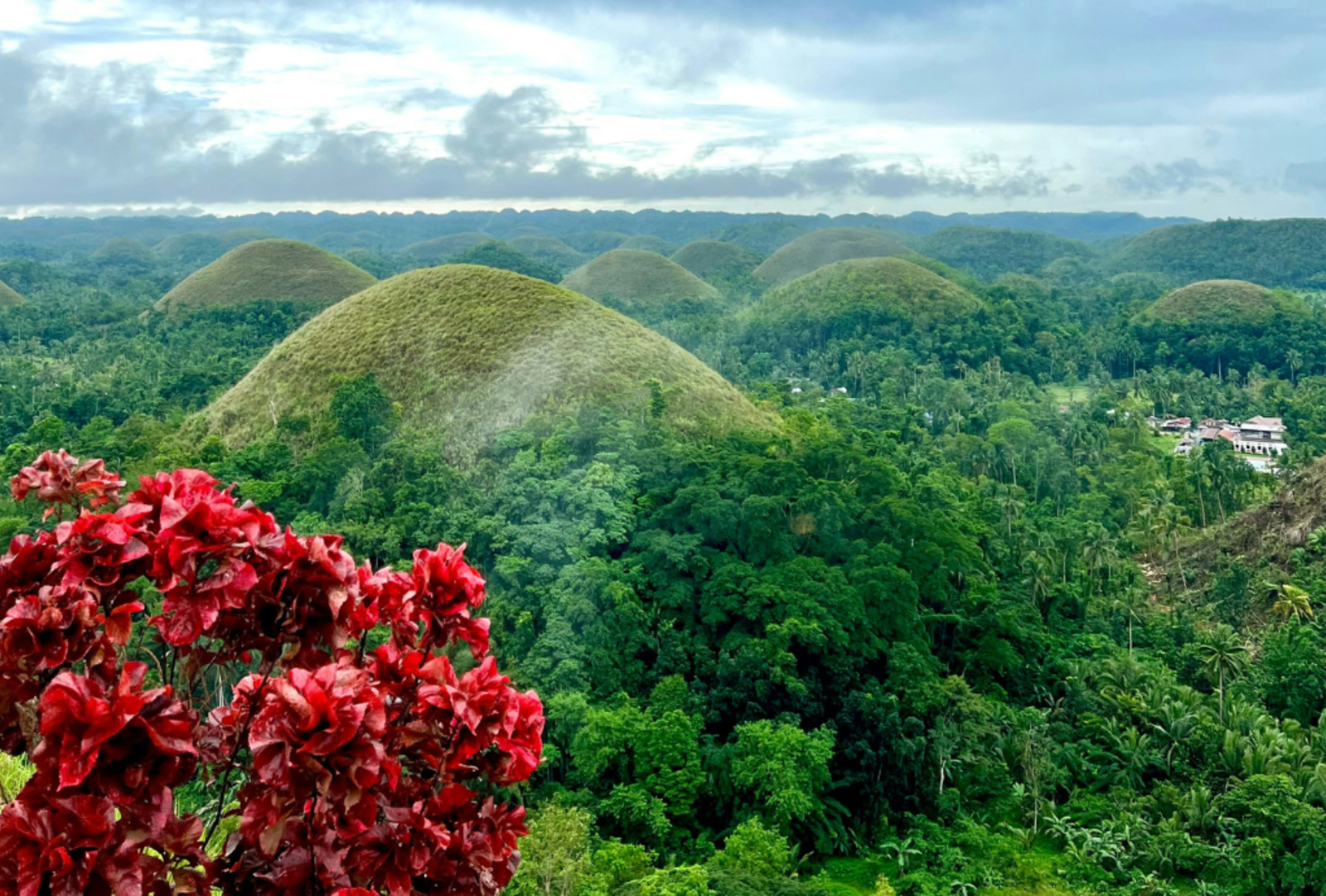 The rounded Chocolate Hills of Bohol nestled among trees.