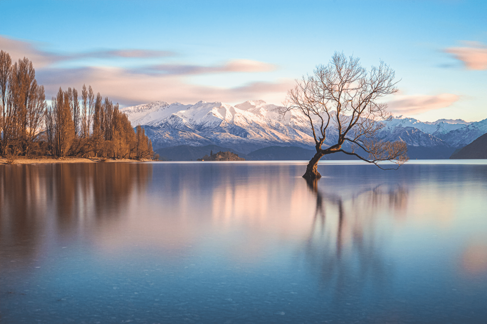 Lone tree of Lake Wanaka, NZ with the Southern Alps in the background.