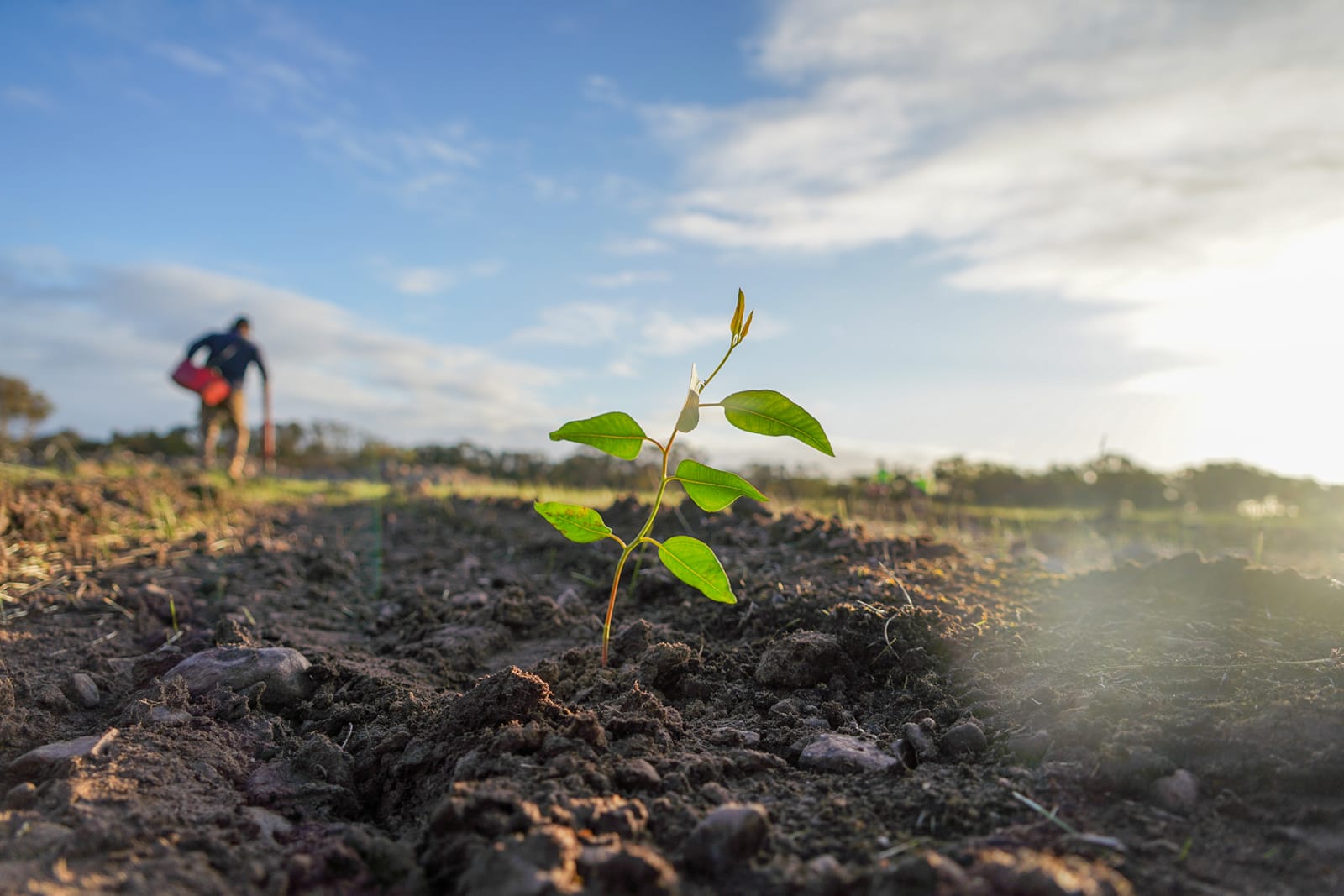 Closeup of a sapling freshly planted
