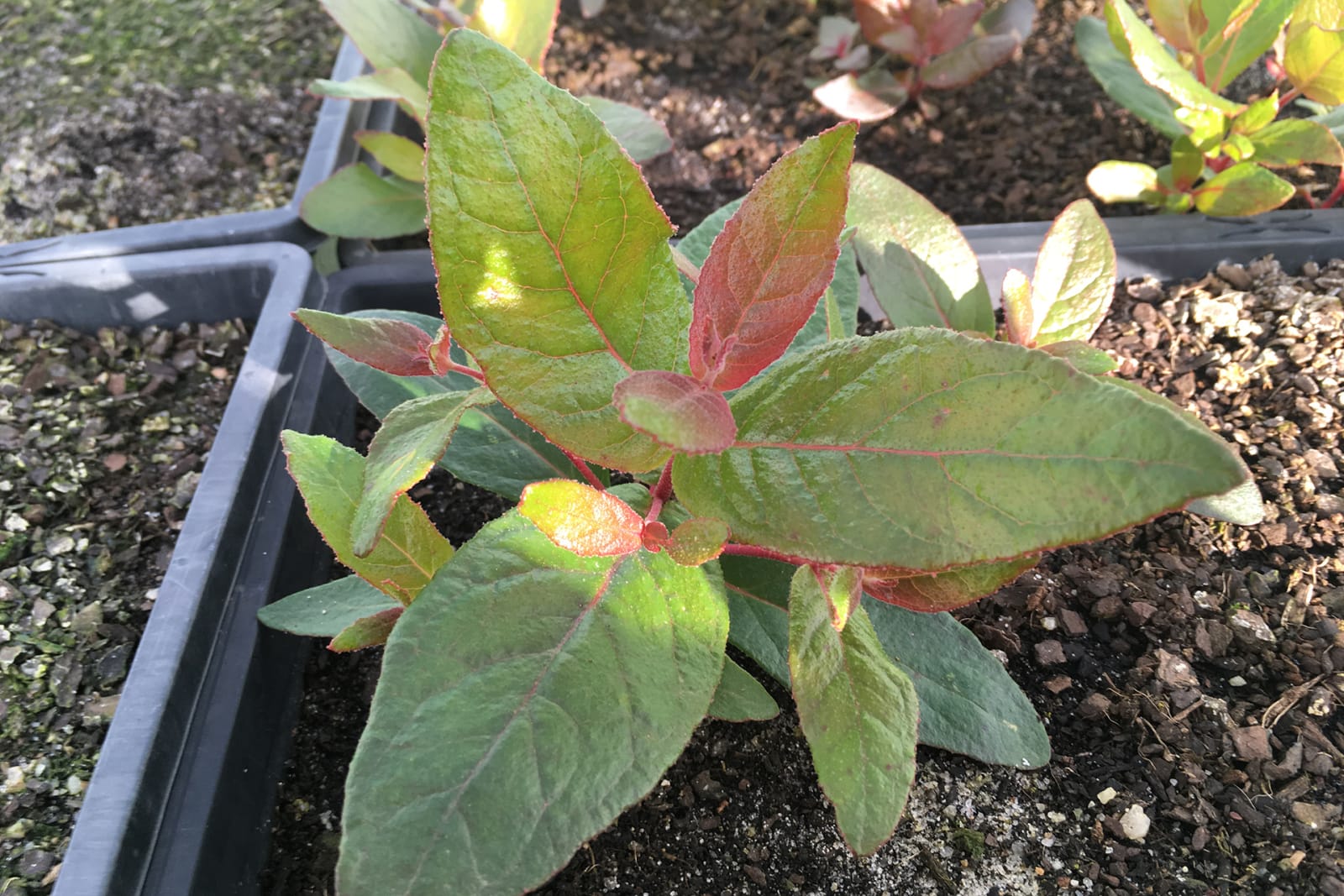 Closeup of a seedling
