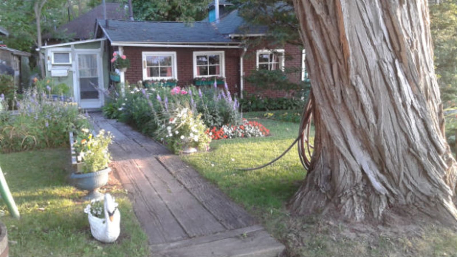 Wards Island House - wooden footpath leading to front door, large white-bark tree to the side