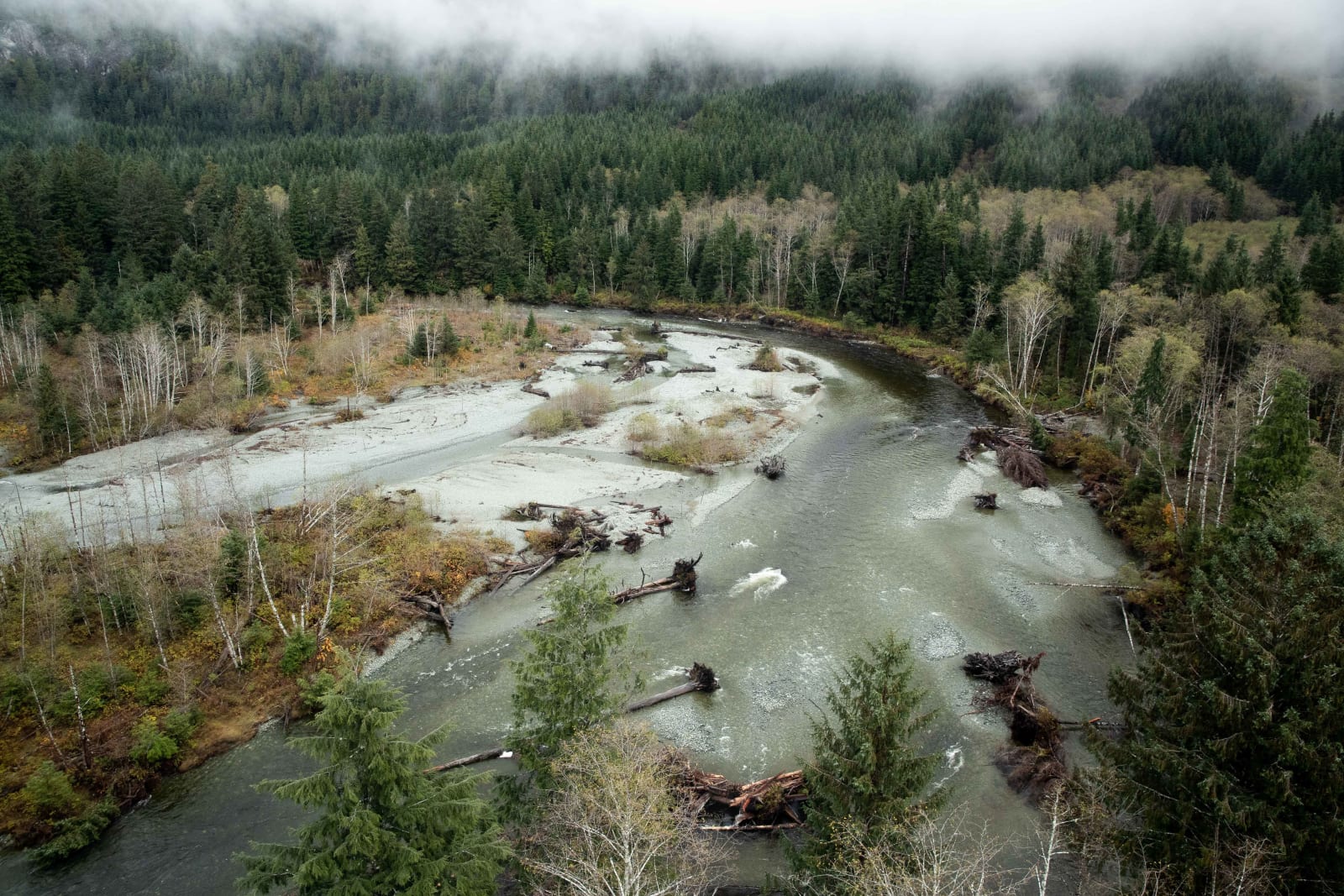 Flooded river through a forest with fallen trees