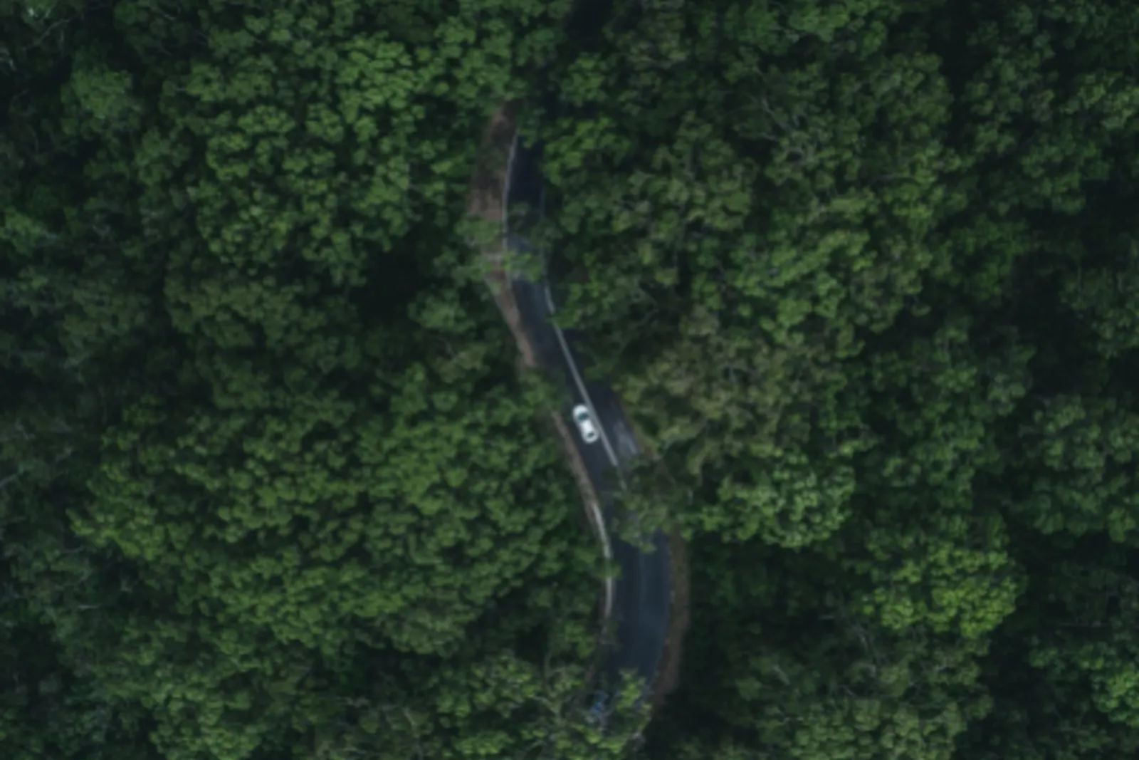 a car is moving over the road in the middle of a forest