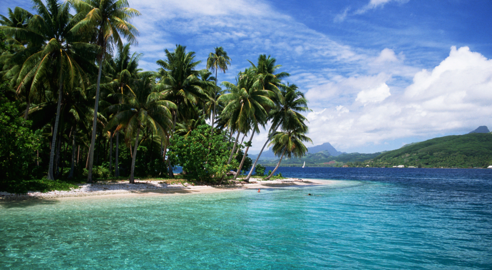 beach with lots of trees and blue water