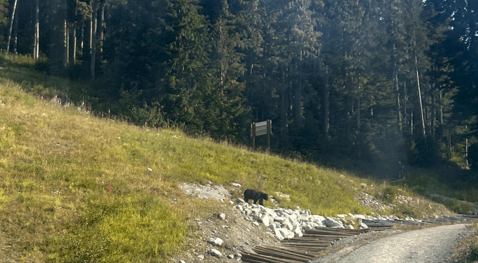 Black bear walking in the distance surrounded by trees in Canada