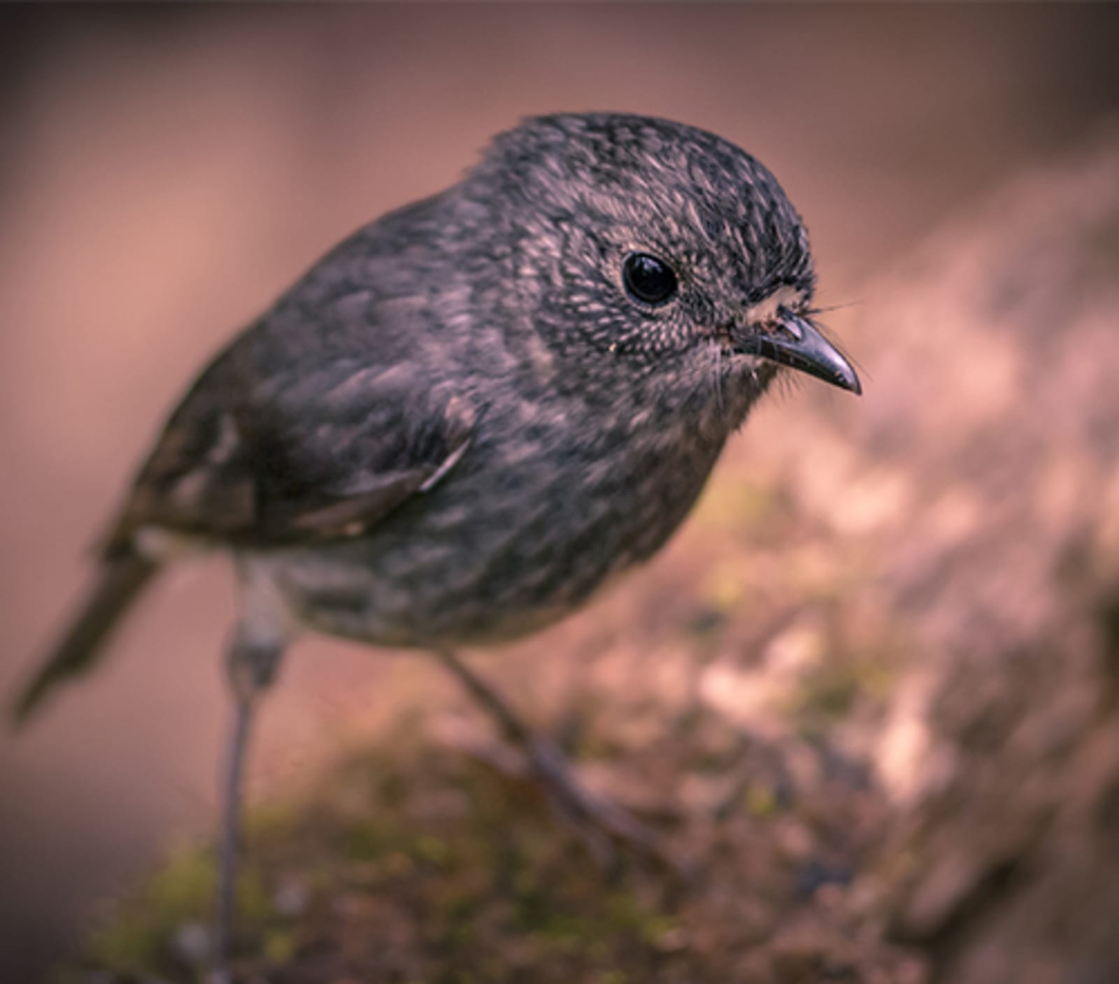 Small brown and grey bird