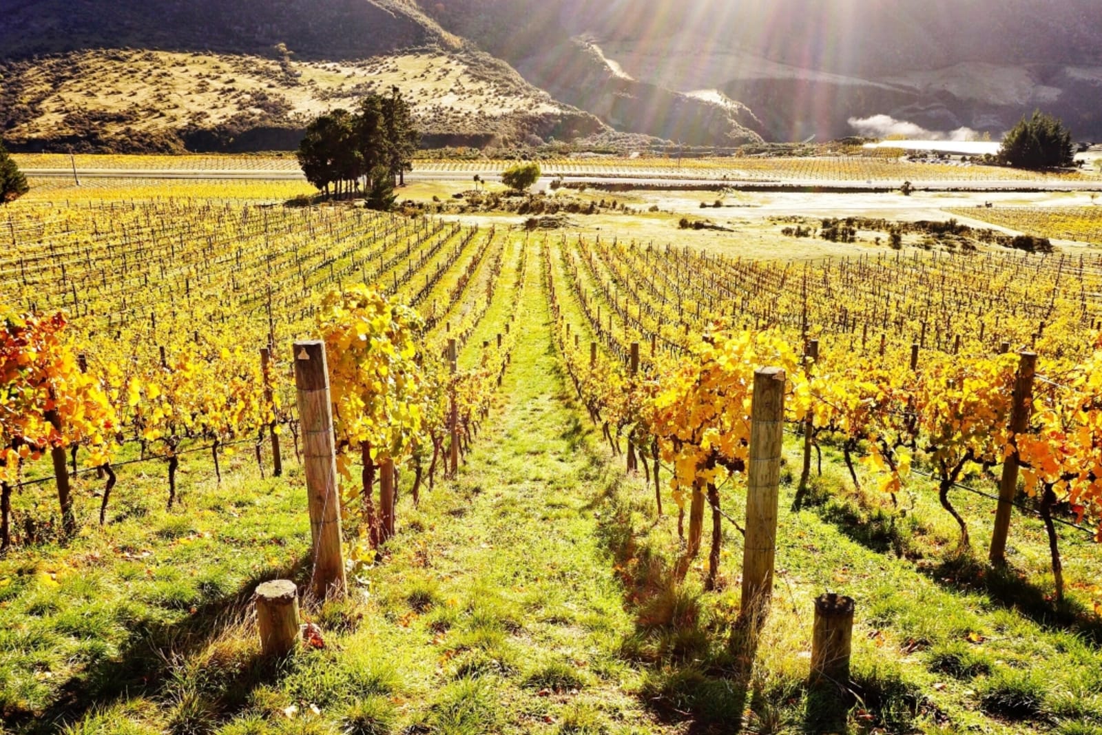 Vineyard in Central Otago wine making region