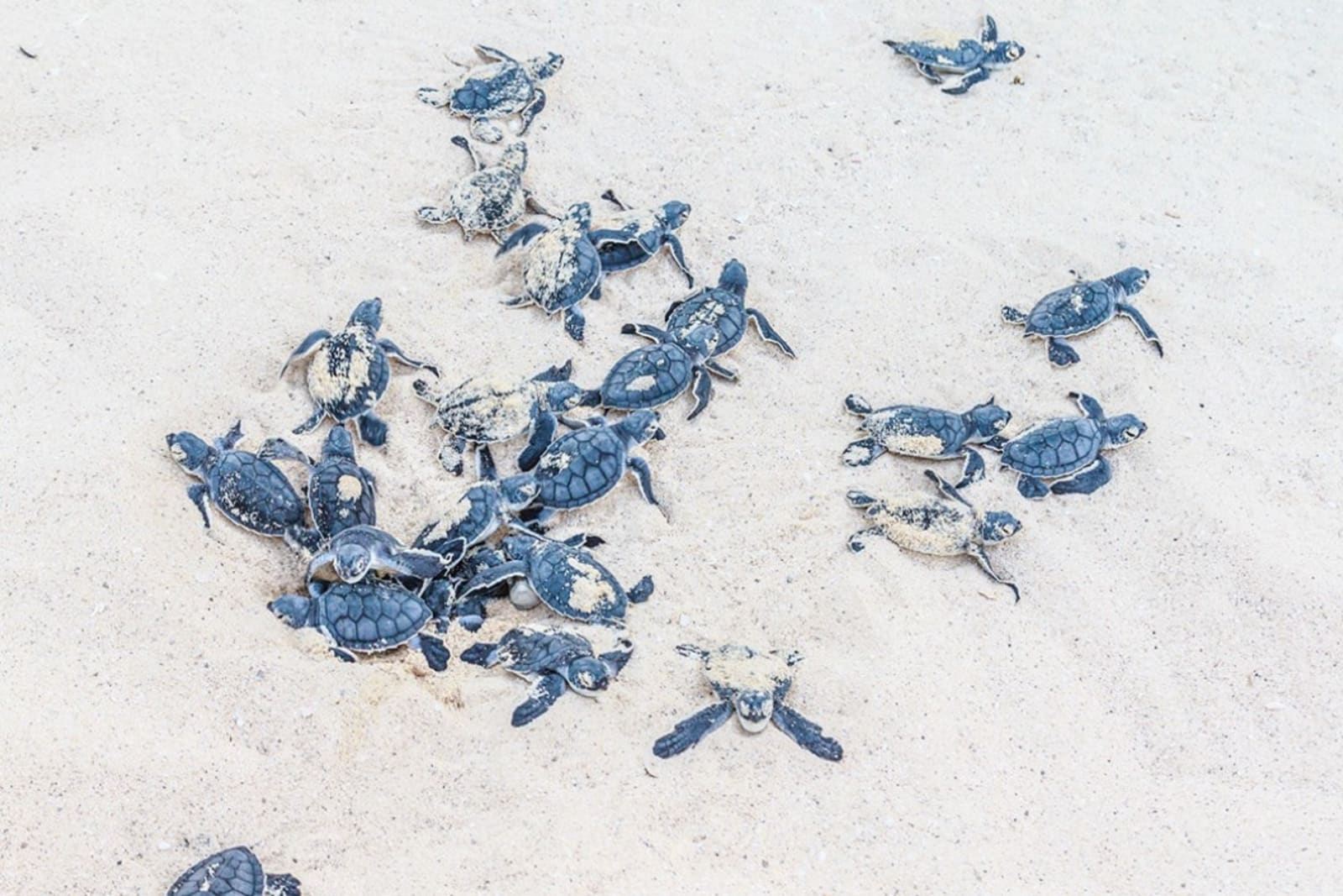 Baby sea turtles on the beach