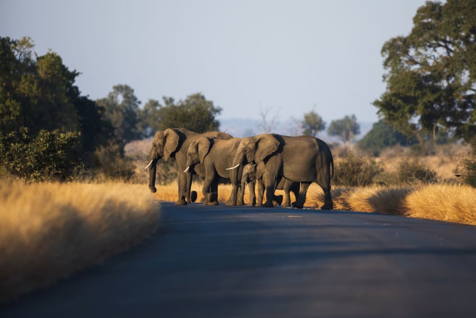 Elephants in Kruger National Park